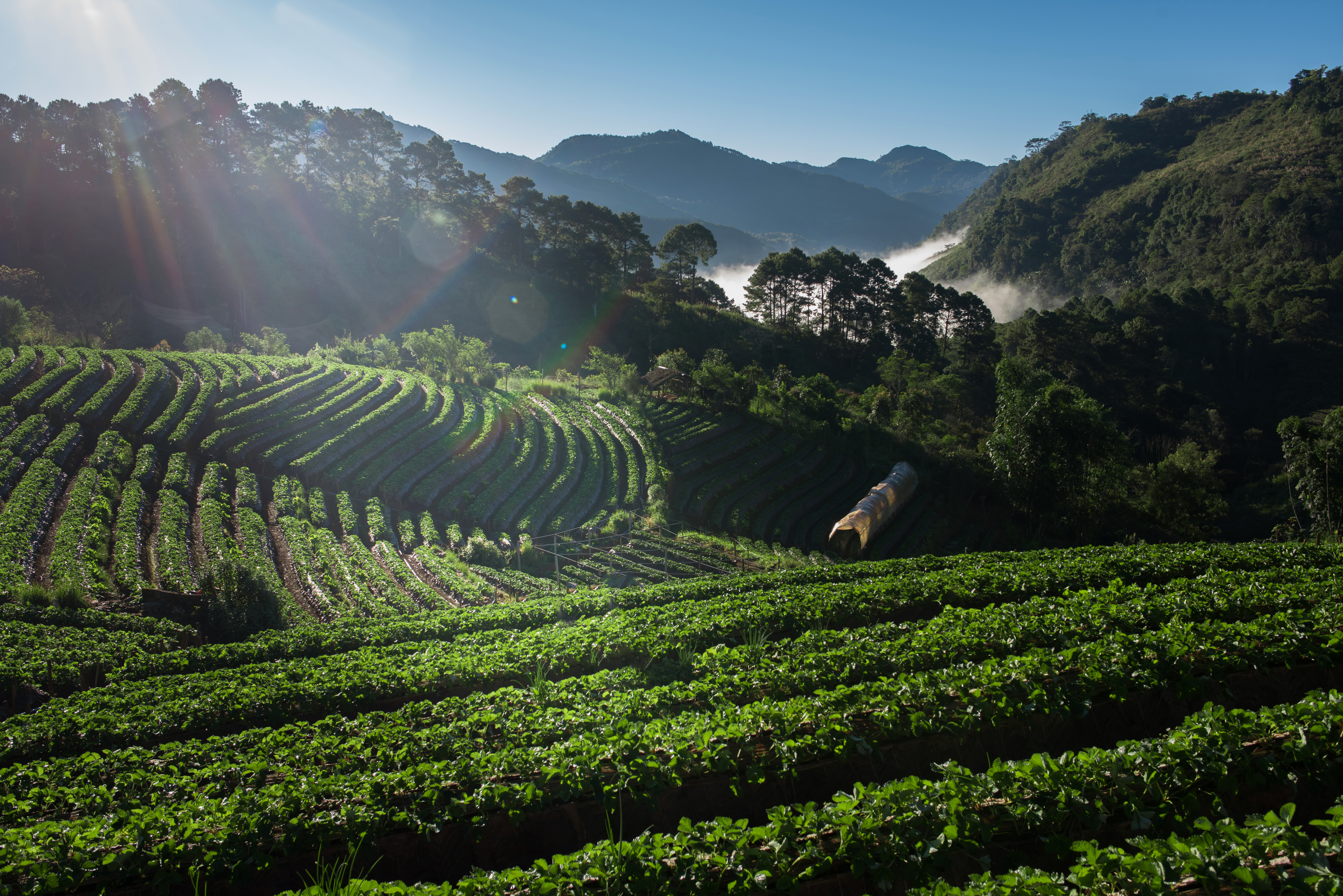 Cafetales de café orgánico a más de 1500 metros sobre el nivel del mar en la sierra de Veracruz